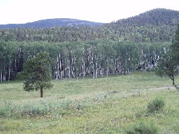 The meadow at Ewells Park